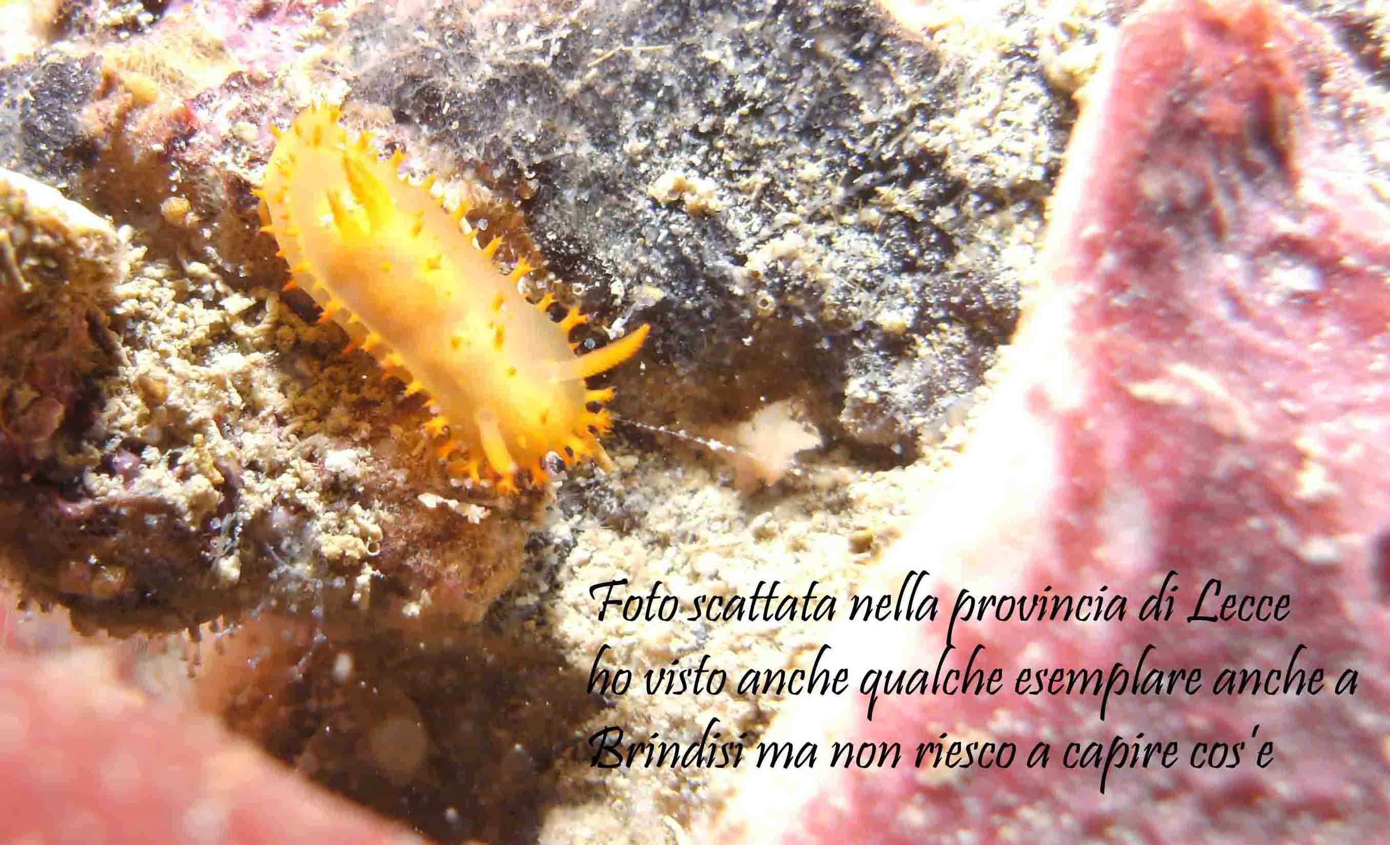 Crimora papillata